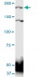 PTPRS Antibody (monoclonal) (M01)